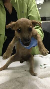 JUAN PABLO -  Terrier and Mixed Breed Dog for Adoption in Riverside, California - JUAN PABLO | PetCurious