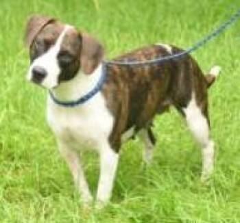 Lila Bell -  Beagle and Mixed Breed Dog for Adoption in Kansas City, Missouri - Lila Bell | PetCurious