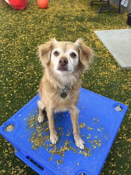 Putter -  Chihuahua and Cavalier King Charles Spaniel Dog for Adoption in Scottsdale, Arizona - Putter | PetCurious