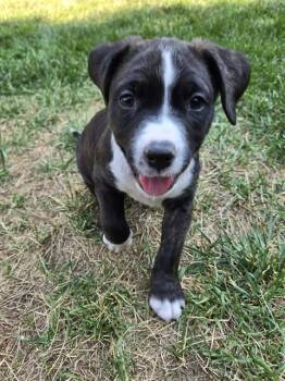 CHOMPERS -  Pit Bull Terrier and Mixed Breed Dog for Adoption in Colorado Springs, Colorado - CHOMPERS | PetCurious