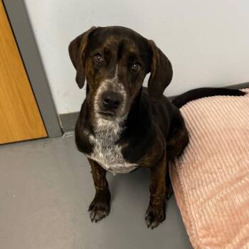 Hound and Mixed Breed Dogs Available for Adoption - Charleston | PetCurious