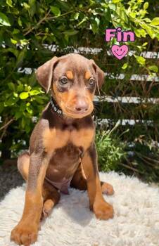 Fin -  Doberman Pinscher Dog for Adoption in Los Angeles, California - Fin | PetCurious