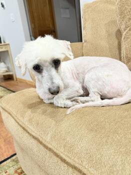 Toolonga -  Poodle Dog for Adoption in Parker, Colorado - Toolonga | PetCurious