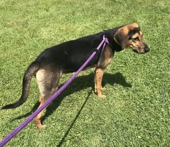 Squiggy -  Hound Dog for Adoption in Elkins, West Virginia - Squiggy | PetCurious