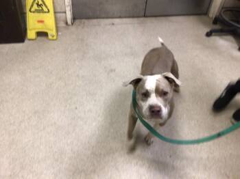 Rescue Pit Bull Terrier Dogs for Adoption in Riverside, California - AJAX | PetCurious