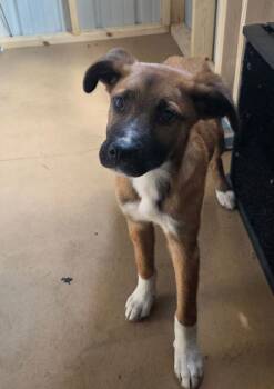 German Shepherd Dog and Akita Dogs Available for Adoption in Cleveland, Tennessee - Danielle | PetCurious
