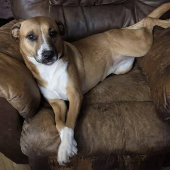 Boxer and Mixed Breed Dogs Available for Adoption in Corpus Christi, Texas - Sissy | PetCurious