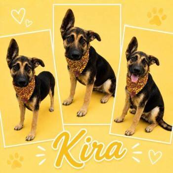 Kira -  Shepherd and Mixed Breed Dog for Adoption in Seagoville, Texas - Kira | PetCurious