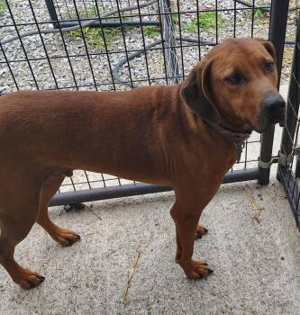 Rescue Redbone Coonhound Dogs for Adoption in Taylorsville, Kentucky - Bo | PetCurious