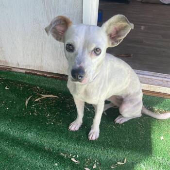 Coco -  Chihuahua and Terrier Dog for Adoption in Escondido, California - Coco | PetCurious