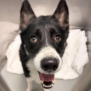 Corny on the Bob -  Mixed Breed Dog for Adoption in Davenport, Iowa - Corny On The Bob | PetCurious
