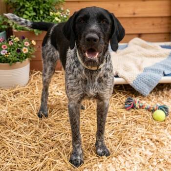 German Wirehaired Pointer Dogs Available for Adoption in Tishomingo, Oklahoma - Willy  | PetCurious