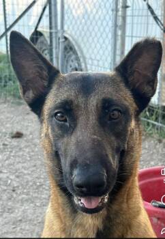 Aura -  Belgian Shepherd Malinois Dog for Adoption in Temple, Texas - Aura | PetCurious