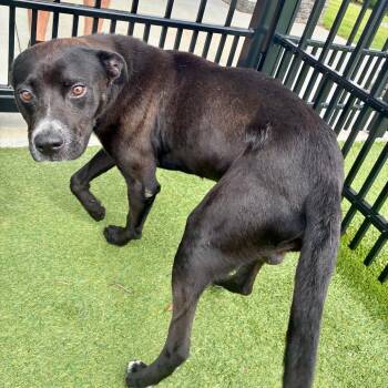 Magnum -  Terrier Dog for Adoption in Chattanooga, Tennessee - Magnum | PetCurious