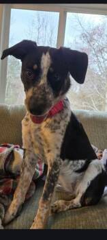 Border Collie and German Shorthaired Pointer Dogs Available for Adoption - Sophia Grace | PetCurious