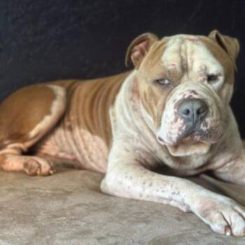 Rudy -  Pit Bull Terrier Dog for Adoption in Edmond, Oklahoma - Rudy | PetCurious