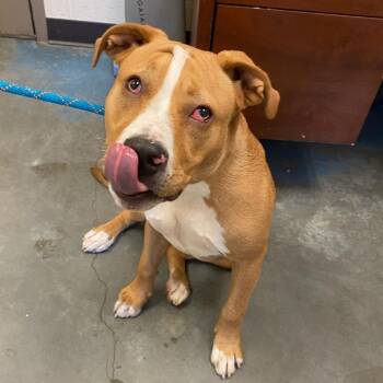 Mixed Breed Dogs Available for Adoption in Memphis, Tennessee - Hooper | PetCurious