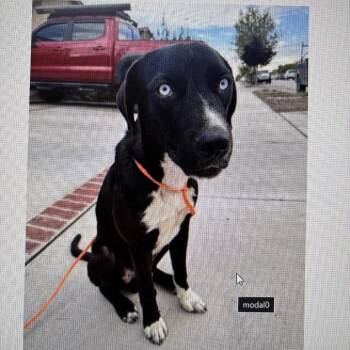 Goosebump -  Mixed Breed Dog for Adoption in Tacoma, Washington - Goosebump | PetCurious