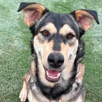 Husky and Shepherd Dogs Available for Adoption in Center Point, Texas - Brendy | PetCurious