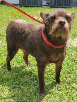 Chorkie and Miniature Schnauzer Dogs Available for Adoption in Laplace, Louisiana - Gus | PetCurious