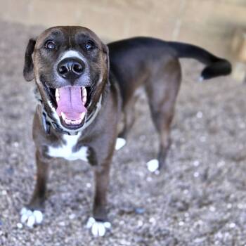 Rescue Mixed Breed Dogs for Adoption in Chattanooga, Tennessee - Donny Osmand | PetCurious