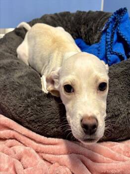 CELESTE -  American Staffordshire Terrier and Mixed Breed Dog for Adoption in Kalamazoo, Michigan - CELESTE | PetCurious