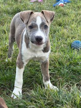 Ginger -  Shepherd Dog for Adoption in Roxbury Township, New Jersey - Ginger | PetCurious