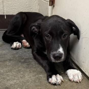 Coyote -  Hound Dog for Adoption in Jacksonville, Arkansas - Coyote | PetCurious