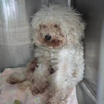 Poodle Dogs Available for Adoption in Houston, Texas - Chanel West Coast | PetCurious
