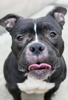 Pit Bull Terrier Dogs Available for Adoption - Weeping Willow | PetCurious