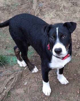 Australian Shepherd Dogs Available for Adoption in Cuyahoga Falls, Ohio - Baby Joseph | PetCurious
