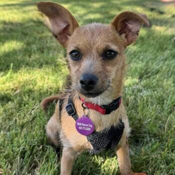 Poppy -  Terrier Dog Available for Adoption in Hurricane, Utah - Poppy | PetCurious