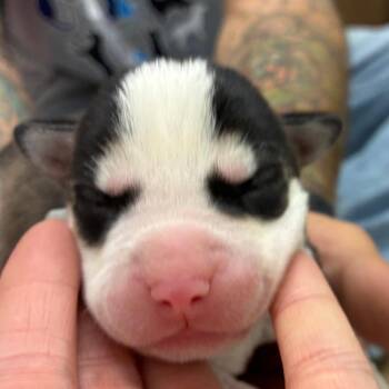 Husky Dogs Available for Adoption in Corpus Christi, Texas - Wrangler | PetCurious