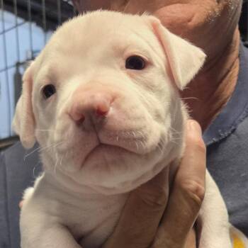 Pit Bull Terrier Dogs Available for Adoption in St. Peters, Missouri - Kudu | PetCurious