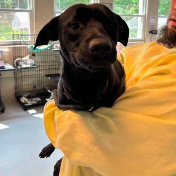 Taz -  Mixed Breed Dog for Adoption in Huntington, West Virginia - Taz | PetCurious