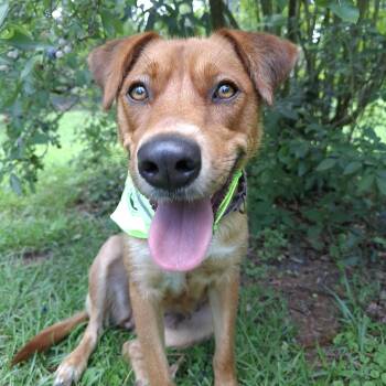LADY -  Mixed Breed Dog for Adoption in Stone Mountain, Georgia - LADY | PetCurious