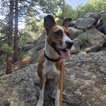 Cammie -  Pit Bull Terrier and German Shepherd Dog Dog for Adoption in Chinle, Arizona - Cammie | PetCurious