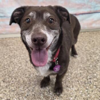 Dachshund and Mixed Breed Dogs Available for Adoption in Cheyenne, Wyoming - Bonnie | PetCurious