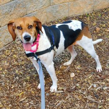 Lizzo FKA Baby Girl -  Hound and Mixed Breed Dog for Adoption in Falls Church, Virginia - Lizzo FKA Baby Girl | PetCurious