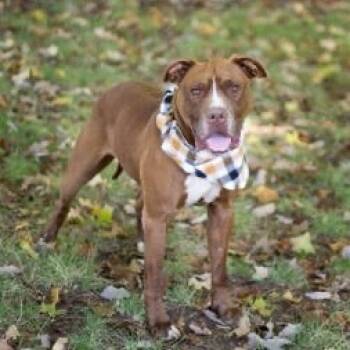 Rescue Pit Bull Terrier and Mixed Breed Dogs for Adoption in Melbourne, Kentucky - Sawyer | PetCurious