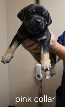 Pearl Jam -  Shepherd and Mixed Breed Dog for Adoption in Roseville, California - Pearl Jam | PetCurious