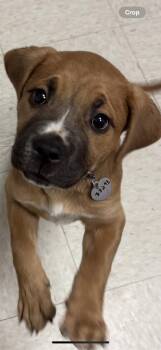 Boxer and Pit Bull Terrier Dogs Available for Adoption - Mono O | PetCurious