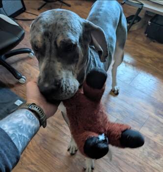 Great Dane Dogs Available for Adoption in Gilberts, Illinois - Thunder | PetCurious
