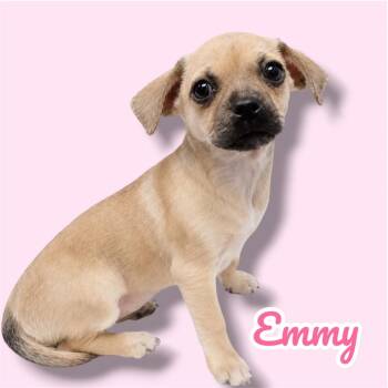 Emmy - ADOPTION PENDING -  Pug and Mixed Breed Dog for Adoption in Scottsdale, Arizona - Emmy - ADOPTION PENDING | PetCurious