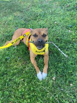 Rescue Pit Bull Terrier and Boxer Dogs for Adoption in Holly Springs, North Carolina - Bruce | PetCurious