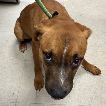 Logan -  Shepherd Dog for Adoption in Saint Joseph, Missouri - Logan | PetCurious