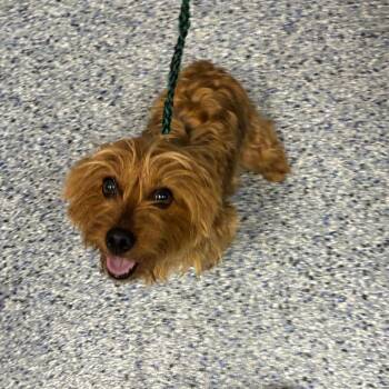 Olivia -  Mixed Breed Dog for Adoption in Greenville, South Carolina - Olivia | PetCurious