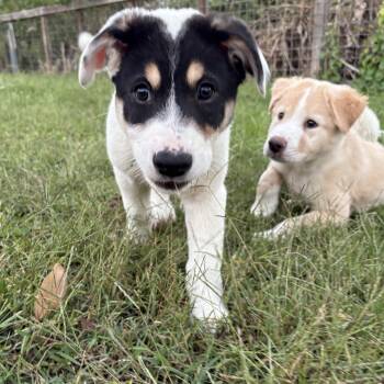 Rescue Labrador Retriever and Husky Dogs for Adoption in League City, Texas - Boo | PetCurious