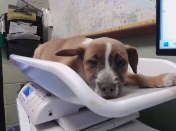 Schnauzer and Mixed Breed Dogs Available for Adoption in Tulsa, Oklahoma - AZELEA | PetCurious