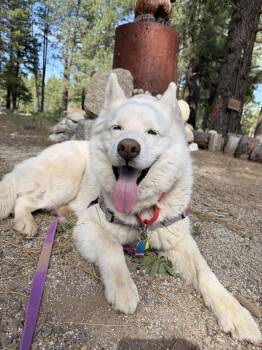 Koda -  Mixed Breed Dog for Adoption in Truckee, California - Koda | PetCurious